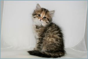 Female Siberian Kitten from Deedlebug Siberians